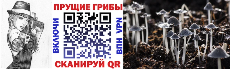 даркнет сайт  Рошаль  Галлюциногенные грибы MAGIC MUSHROOMS 